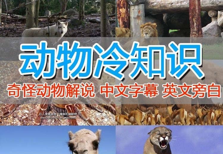 外面卖1699的国外纪录片解说（动物解说、美食、动画片）稳过中视频-亦可网创